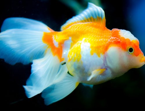 Aquarium Maintenance Tips: How to Get Started with an Aquarium or Fish Tank